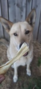Pourquoi certains chiens ont-ils besoin de mastiquer plus que d’autres ?