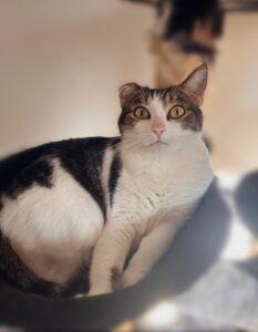 Mon chien ou mon chat se gratte beaucoup