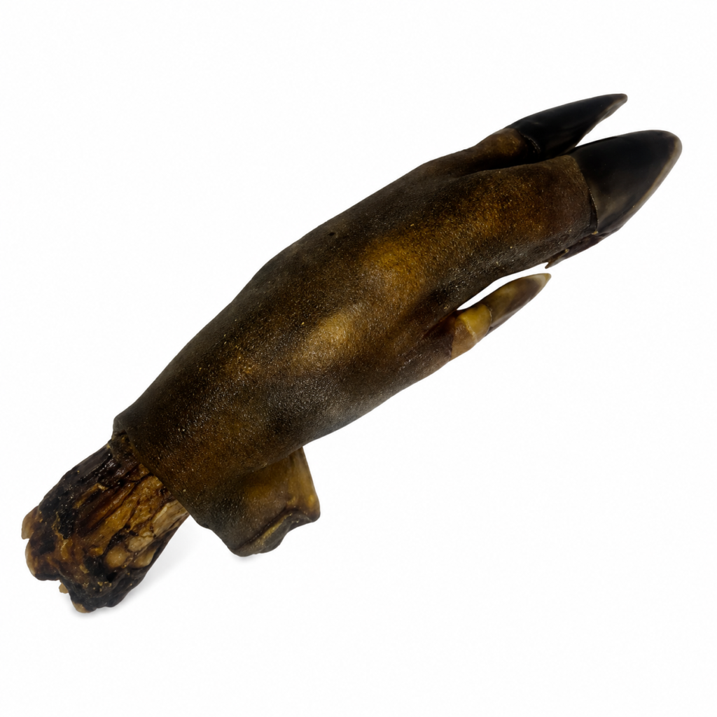 Patte de sanglier